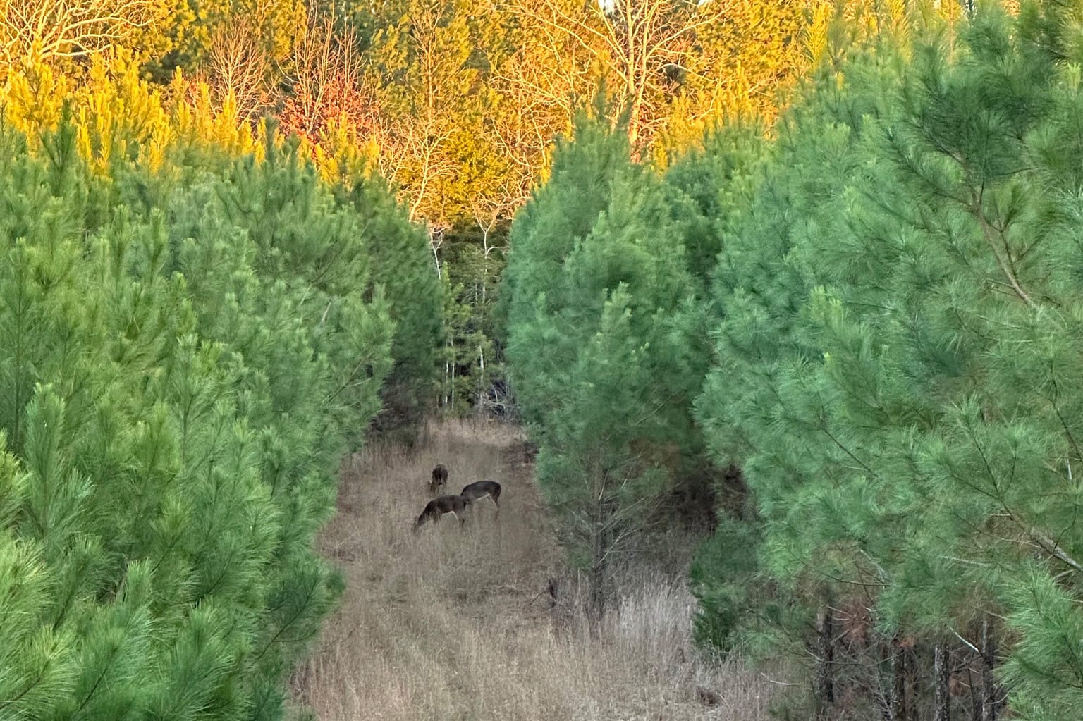 Newsletter hero image